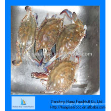 Blue swimming live crab wholesaler crab